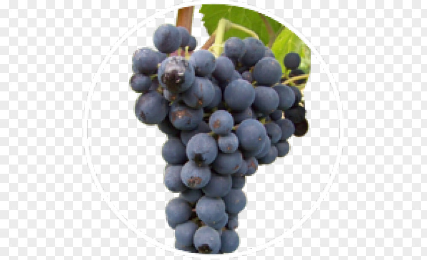 Grape Sultana Sauvignon Blanc Cabernet Zante Currant Franc PNG