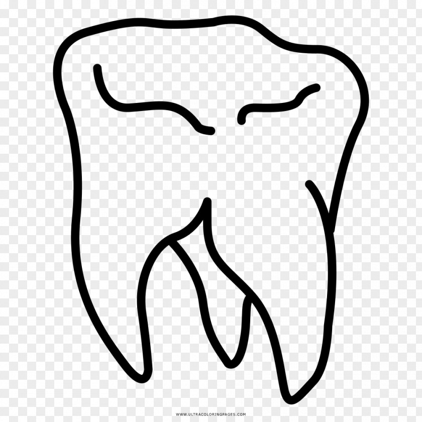 Painting Wisdom Tooth Drawing Coloring Book PNG