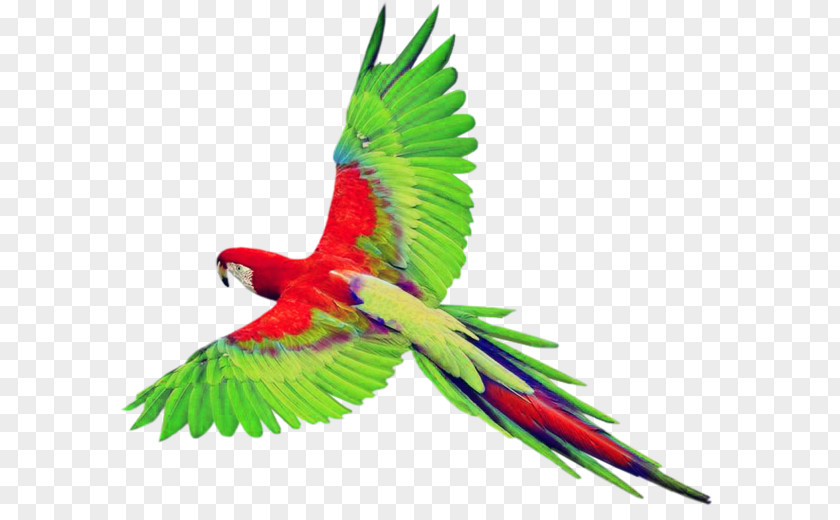 Parrot Pictures Bird True Clip Art PNG