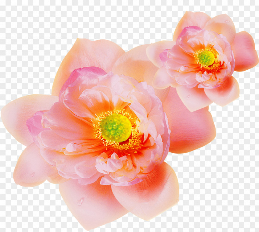 Pink Floral Design Clip Art PNG