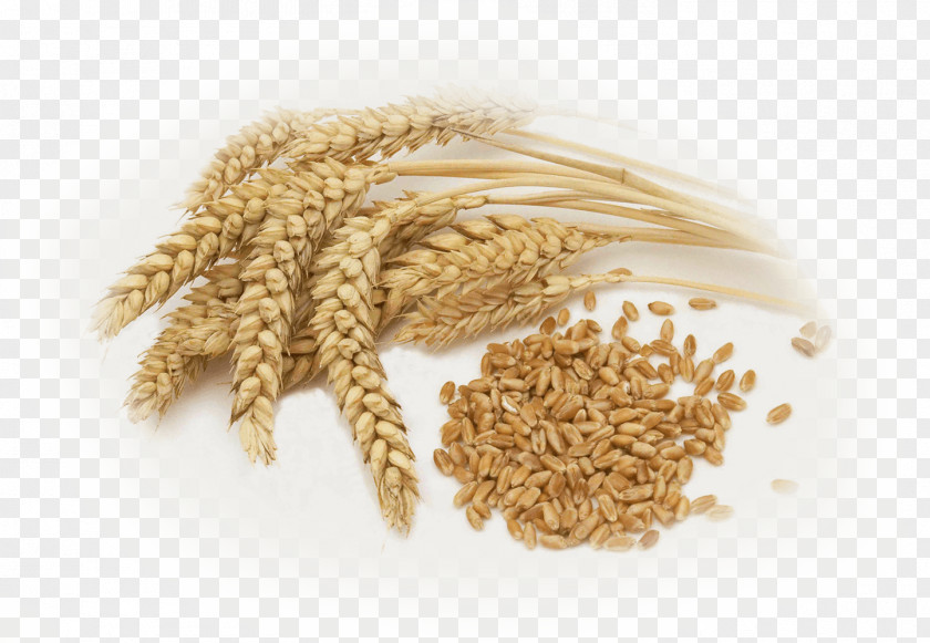 Rice Common Wheat Whole Grain Berry Cereal PNG