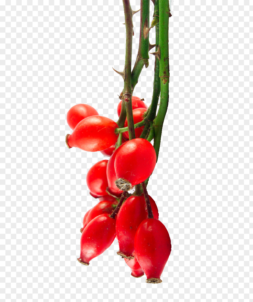 Rosehips Rose Hip Seed Oil Bush Tomato Organic Food PNG