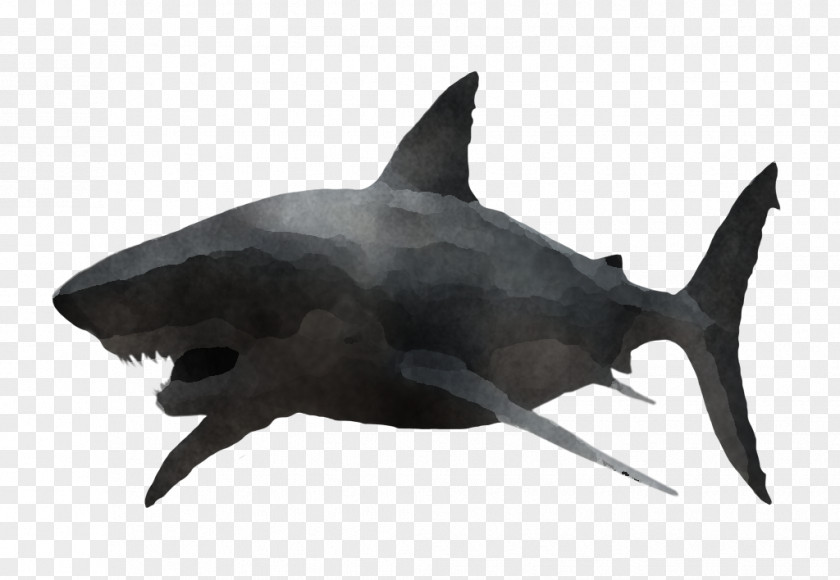 Shark PNG