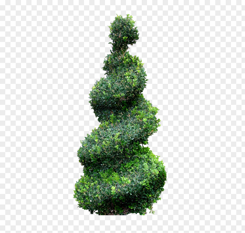 Tree Topiary Cupressus Landscape PNG