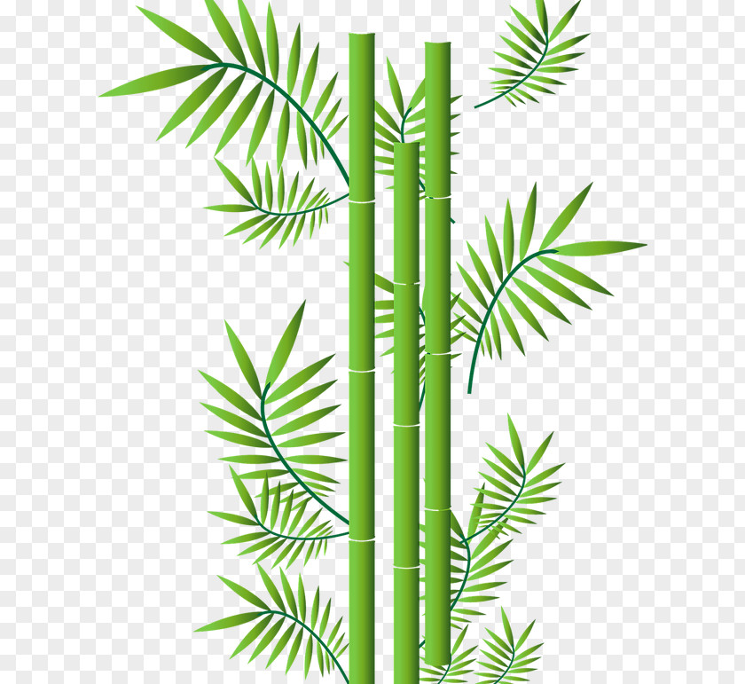 Bamboo Lucky Tropical Woody Bamboos Vector Graphics Drawing PNG