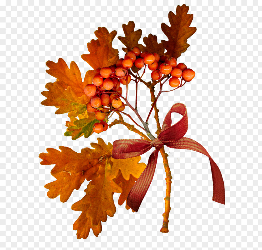 Autumn YouTube Tree Leaf PNG