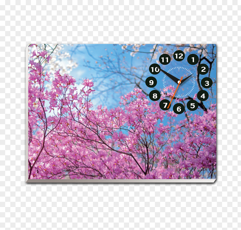 Cherry Blossom Desktop Wallpaper High-definition Television PNG