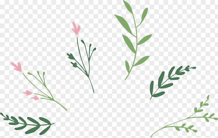 Leaf Branch PNG