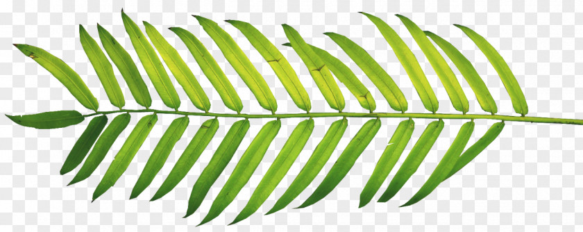 Leaf Clip Art Palm Branch Trees Palm-leaf Manuscript PNG