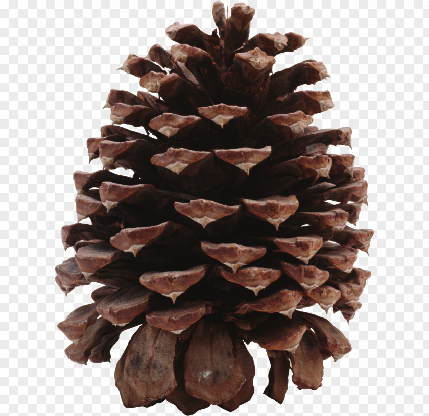 Pine Cone Material Conifer Conifers Strobilus PNG