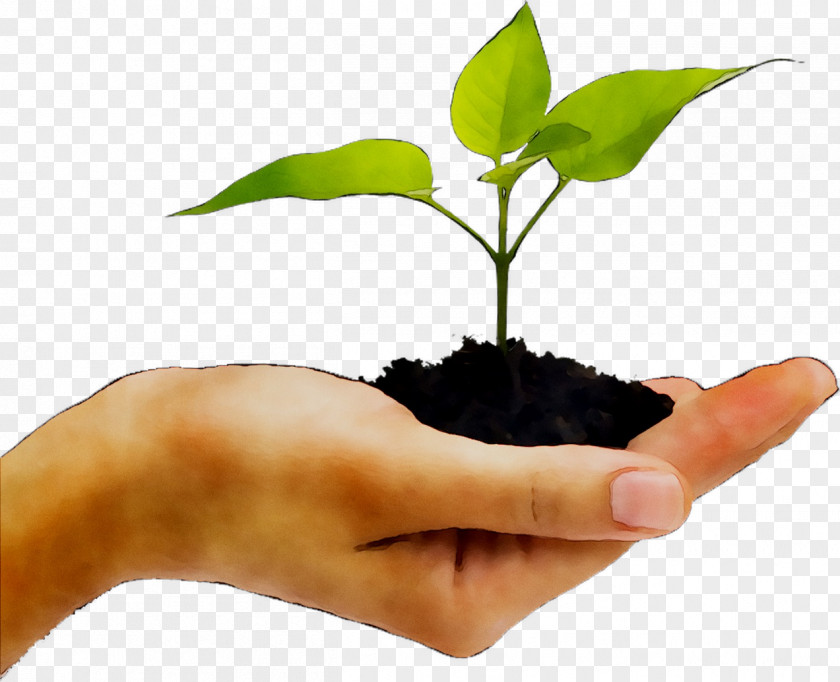 Plants Stock Photography Hand Seedling Stock.xchng PNG