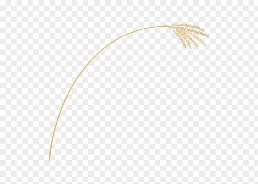 Product Design Line Feather PNG