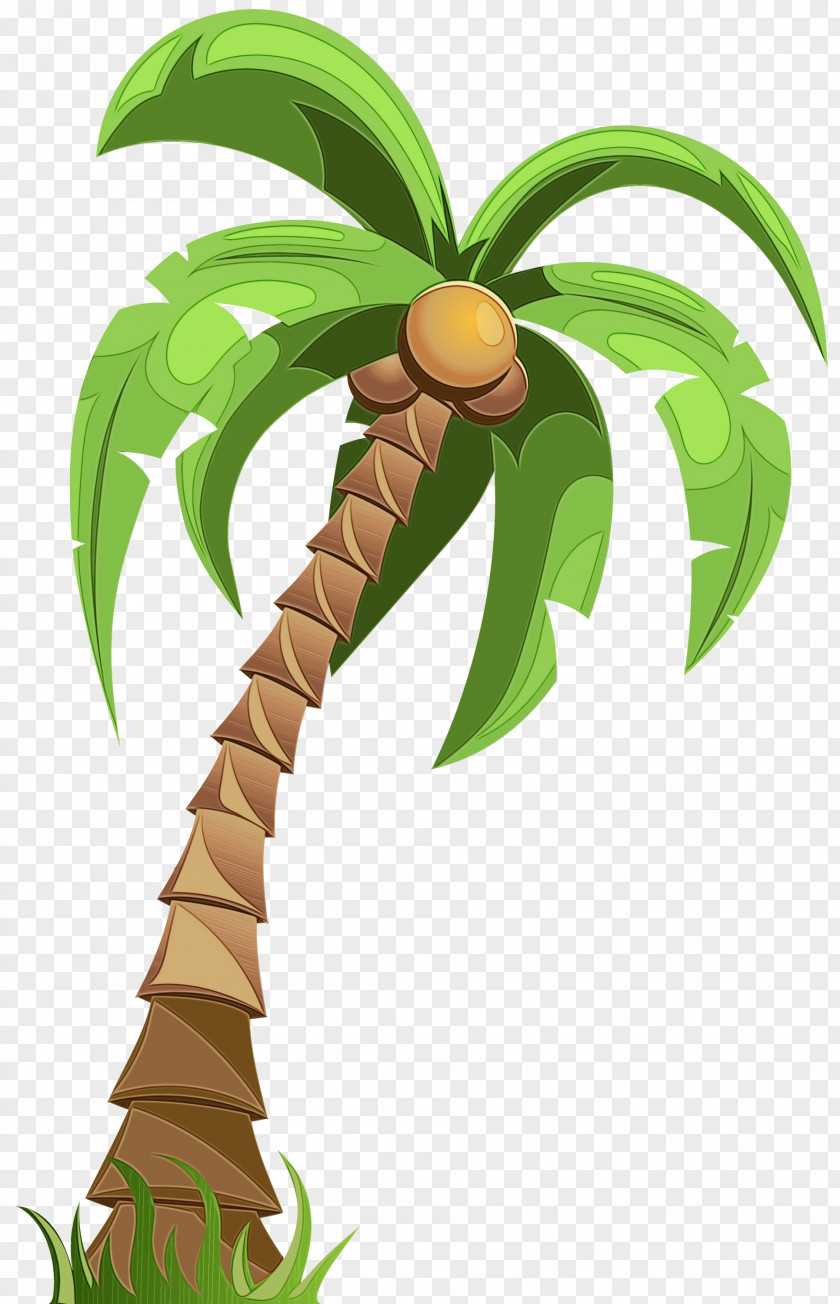Woody Plant Stem Palm Tree PNG