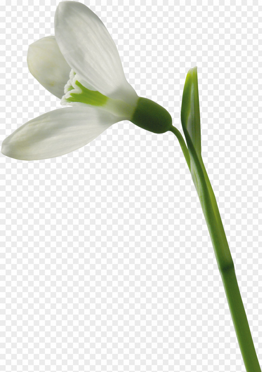 Crocus Snowdrop Flower PNG