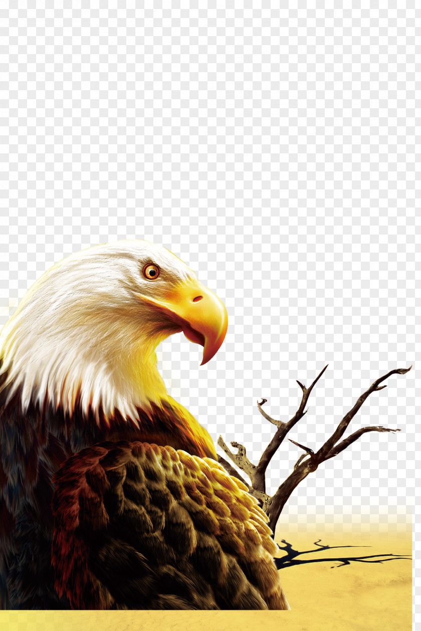 Eagle IPhone 6S Zouping County Defence Day Light Wallpaper PNG