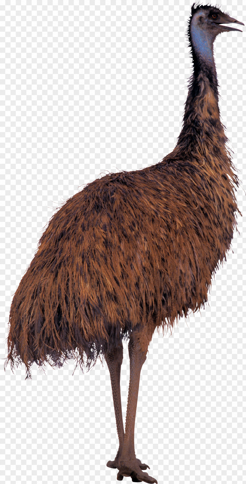 Fur Royal Palm Turkey Bird Common Ostrich Duck PNG