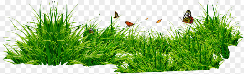 Grass Editing Image Resolution Clip Art PNG