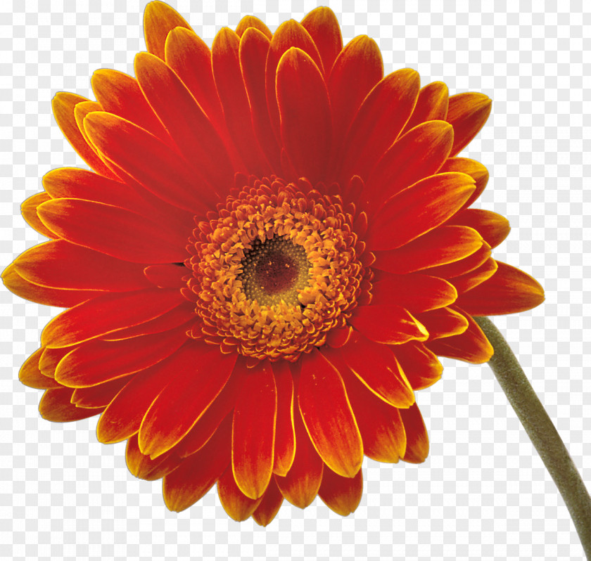 Orange Flowers Transvaal Daisy Common Oxeye Clip Art PNG
