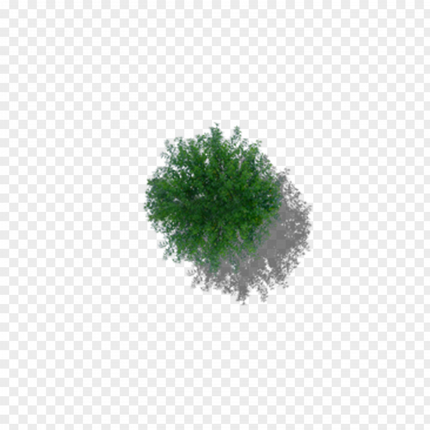 Overlooking The Lush Tree PNG the lush tree clipart PNG