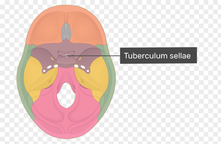 Skull Sphenoid Bone Anterior Clinoid Process Foramen Ovale Optic Canal PNG