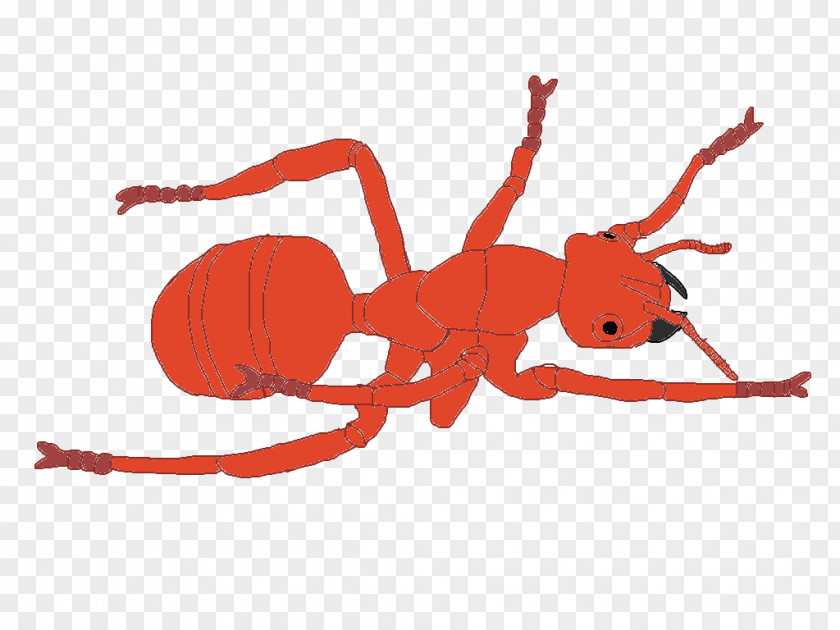 Insect K2 Line Clip Art PNG