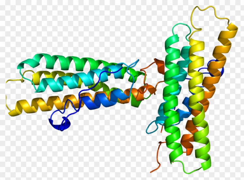 Integrin Vinculin Talin Protein Alpha Helix Catenin PNG