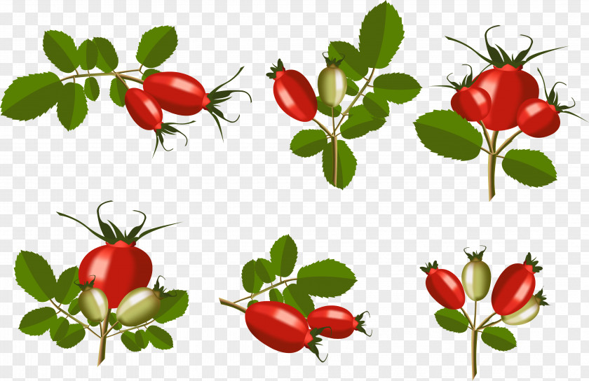 Strawberry Rose Hip Barbados Cherry Rosa Rubiginosa PNG