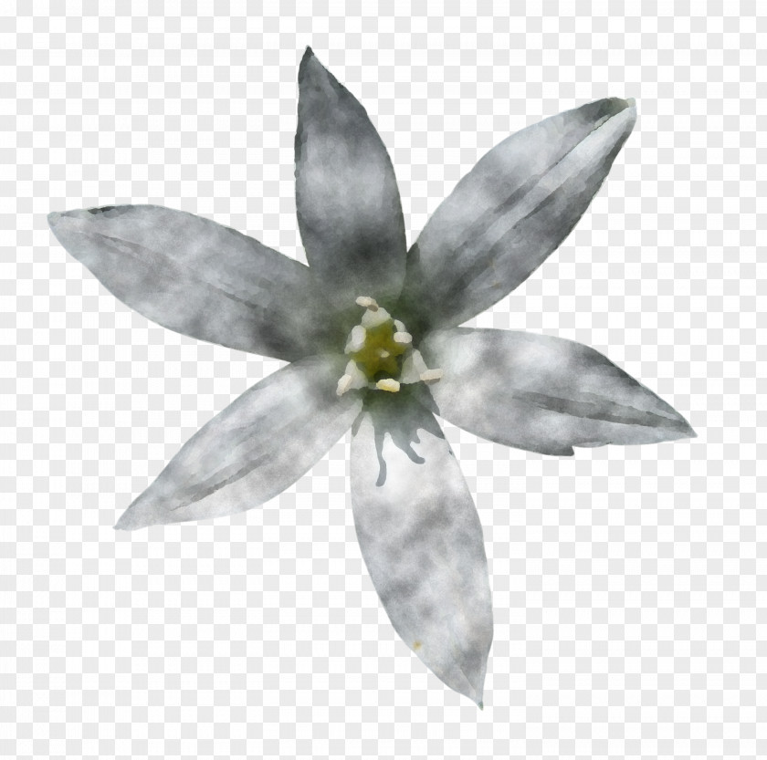 White Flower Petal Plant Wildflower PNG
