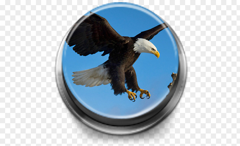 Bird Bald Eagle Desktop Wallpaper 1080p PNG