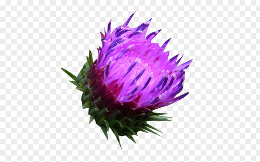 Milk Thistle Herbaceous Material Silibinin Plant PNG