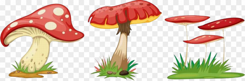 Mushroom Fungus Cartoon PNG