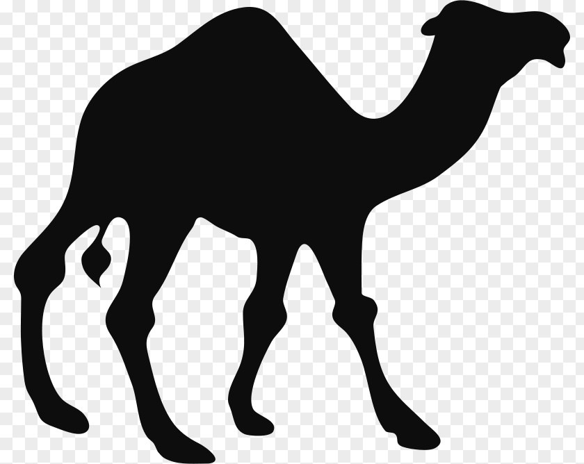 Silhouette Bactrian Camel Dromedary Clip Art PNG