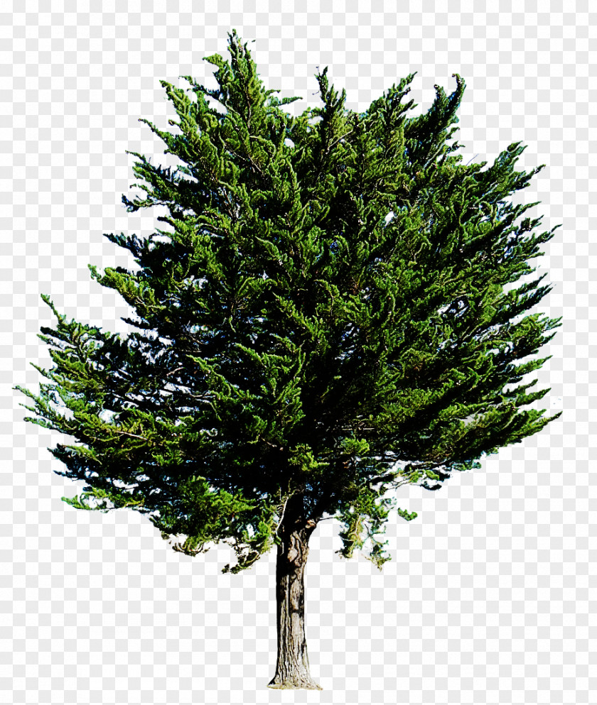 Canadian Fir Oregon Pine Tree Shortleaf Black Spruce Columbian Balsam White PNG