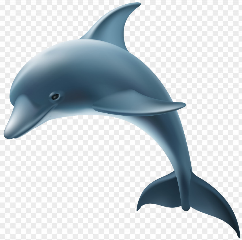 Dolphin Clip Art Image Common Bottlenose Short-beaked Rough-toothed Wholphin PNG