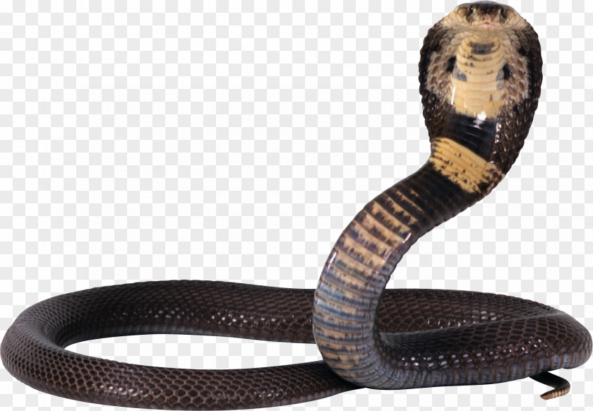 Kobra Snakes Reptile Clip Art Transparency PNG
