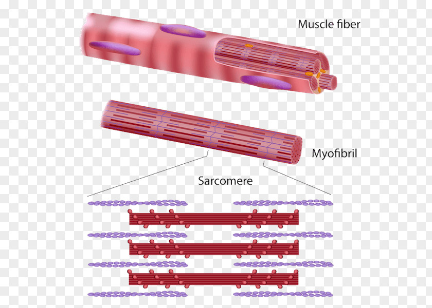 Muscle Relaxation Skeletal Myofibril Tissue Contraction Muscular System PNG
