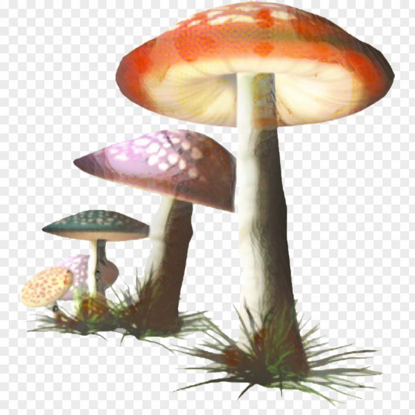 Plant Terrestrial Mushroom Cartoon PNG