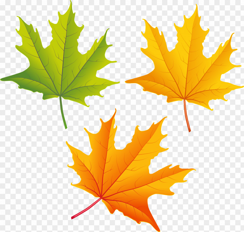 Silver Maple Flower Autumn Leaves Background PNG
