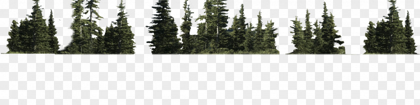 Tree Grasses Land Lot Biome PNG