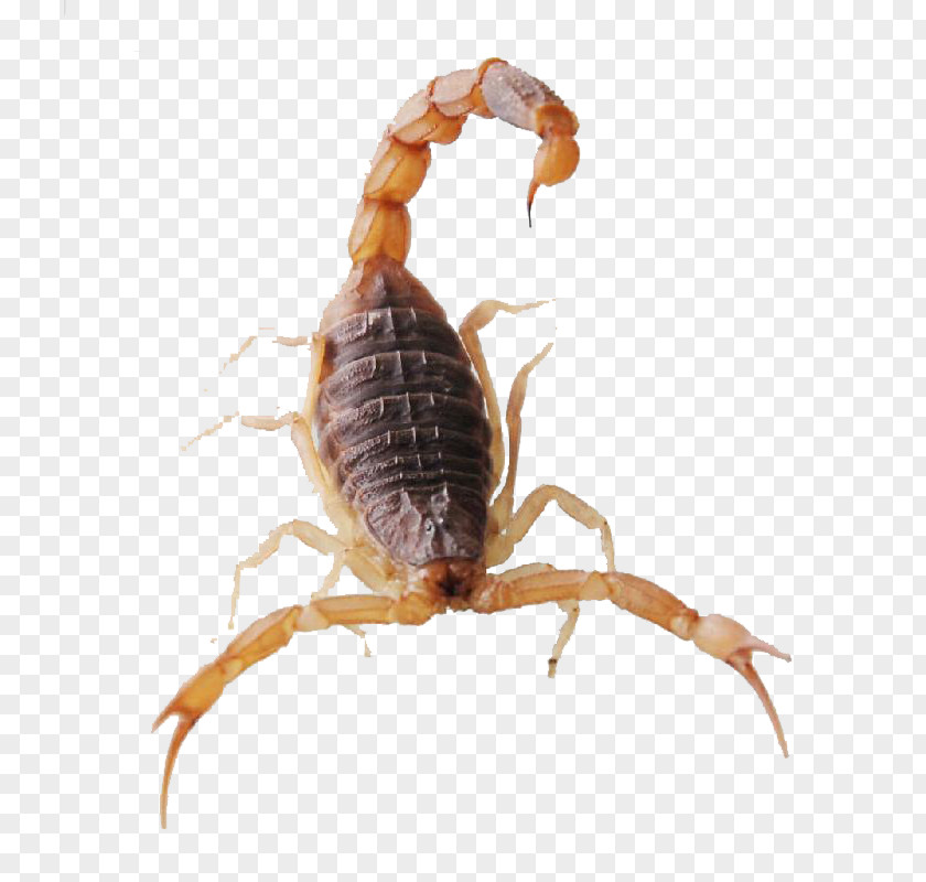Venomous Scorpions Scorpion Spider Insect Mesobuthus Martensii Cephalothorax PNG