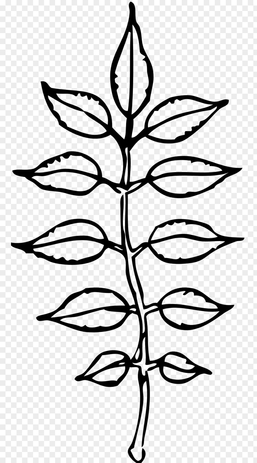 Flower Symmetry Leaf Black Plant Black-and-white Line PNG