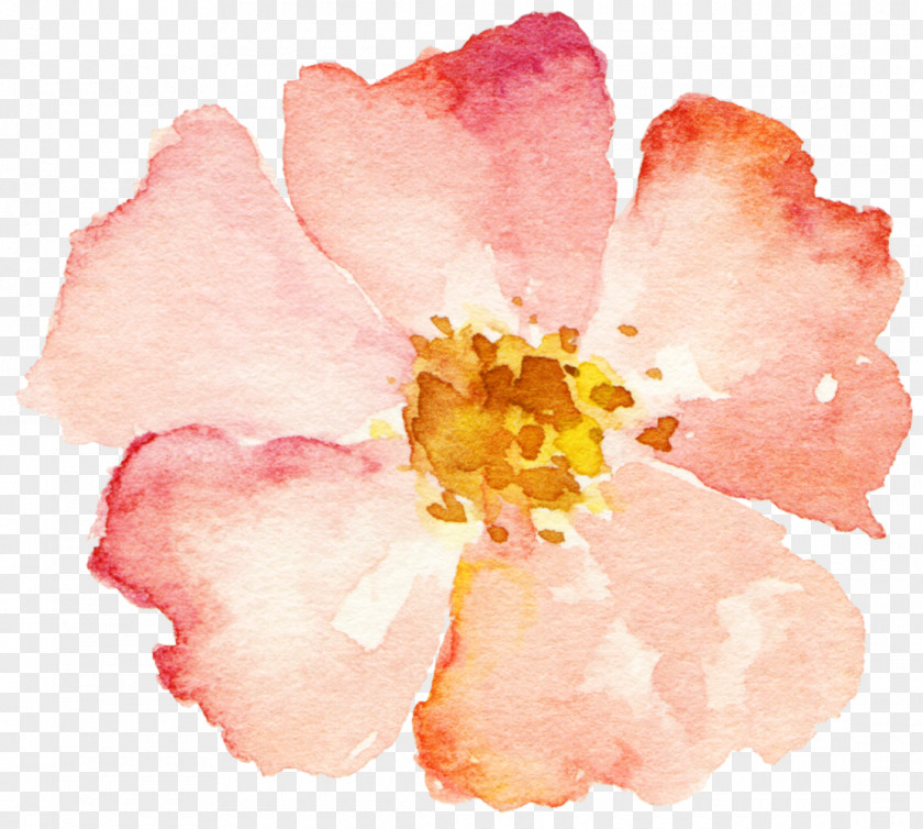 Hand-painted Watercolor Flower Pink PNG