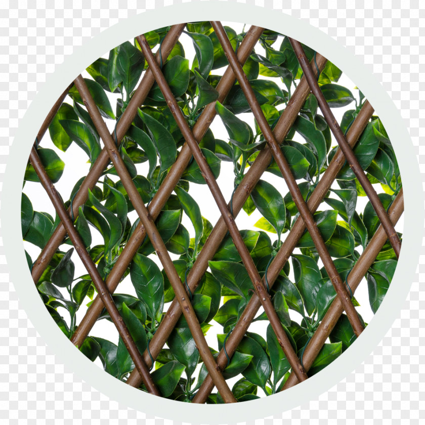 Lattice Trellis Latticework Hedge Ivy Tree PNG