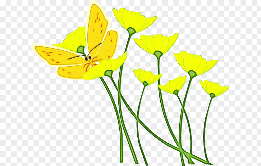 Narcissus Petal Watercolor Flower Background PNG