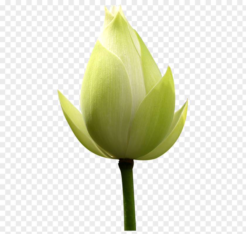 Nelumbo Nucifera Bud Flower Leaf Plant PNG