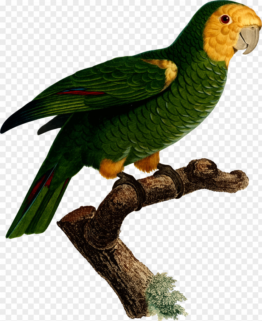 Parrot Superb Bird Macaw Parakeet PNG