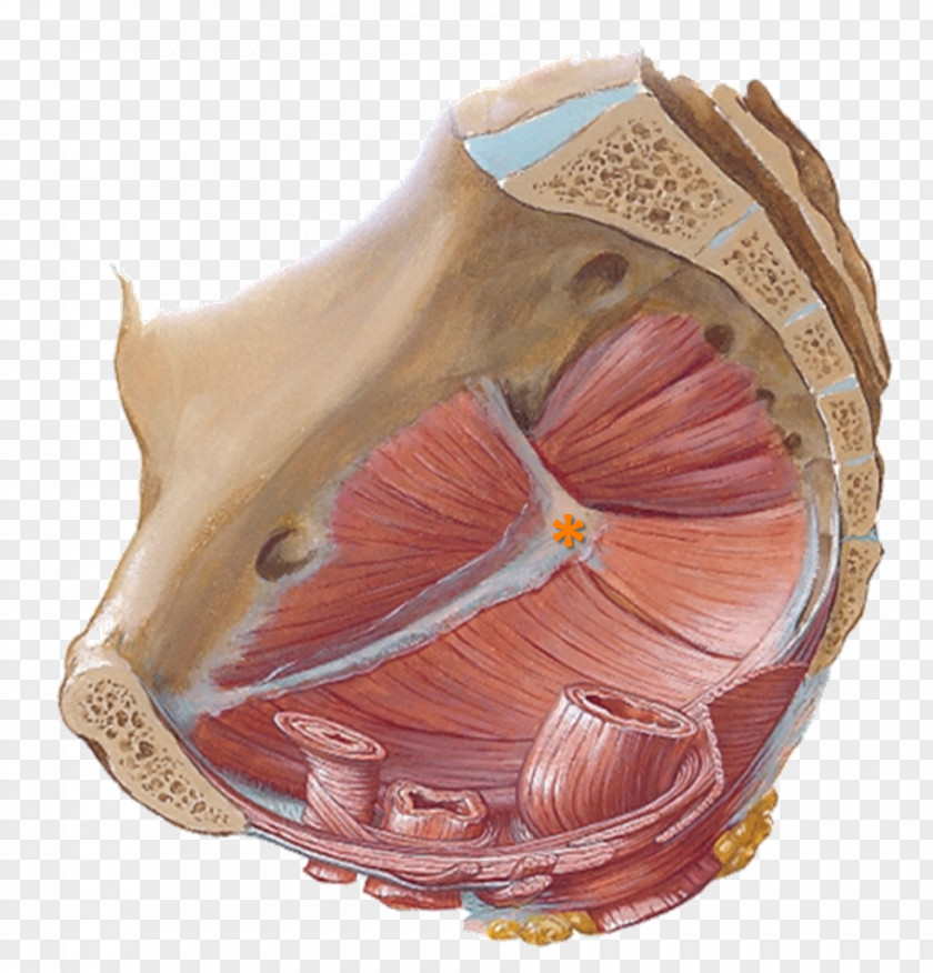 Anatomy Pelvic Floor Pelvis Thoracic Diaphragm Perineum PNG