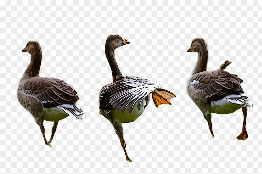 Bird Duck Water Canada Goose PNG