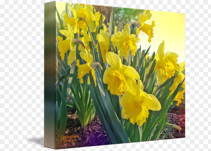 Daffodil Narcissus Mustard PNG