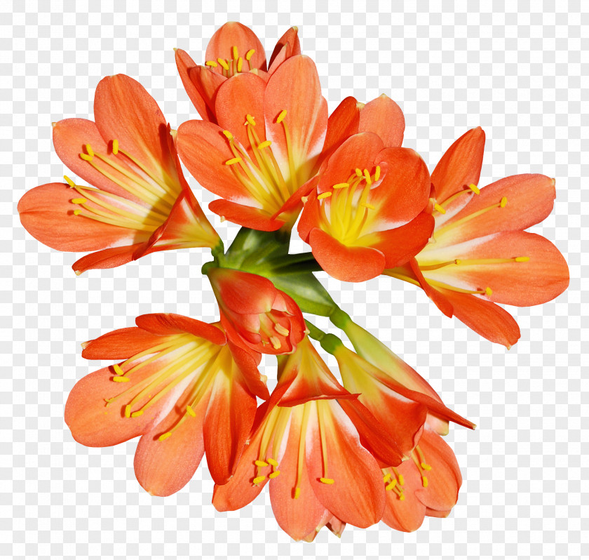 Flowers Orange Lily Of The Incas Flower Clip Art PNG